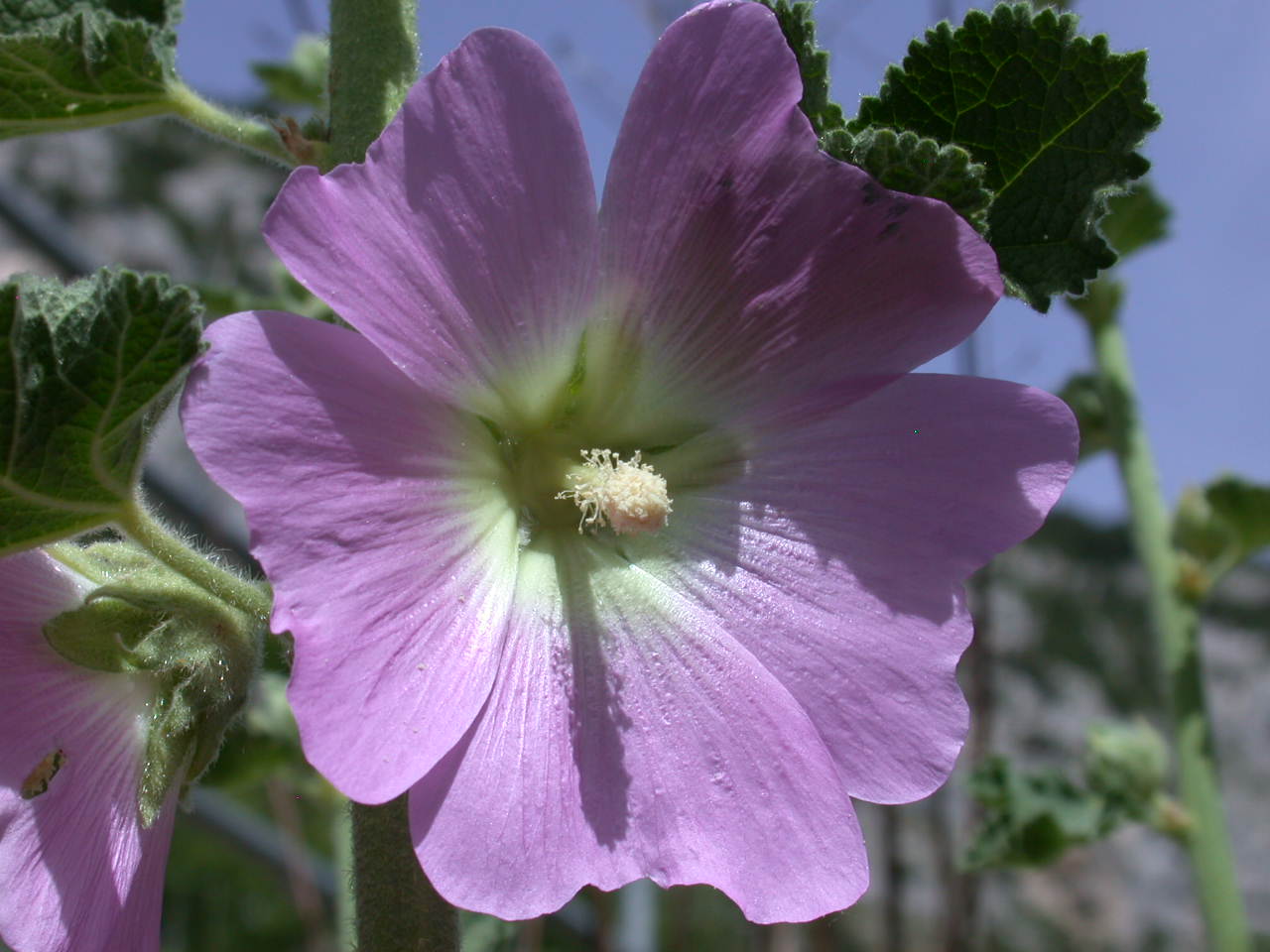 Alcea biennis / Malvone bienne